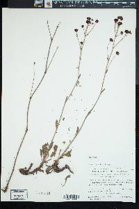 Eriogonum hemipterum image