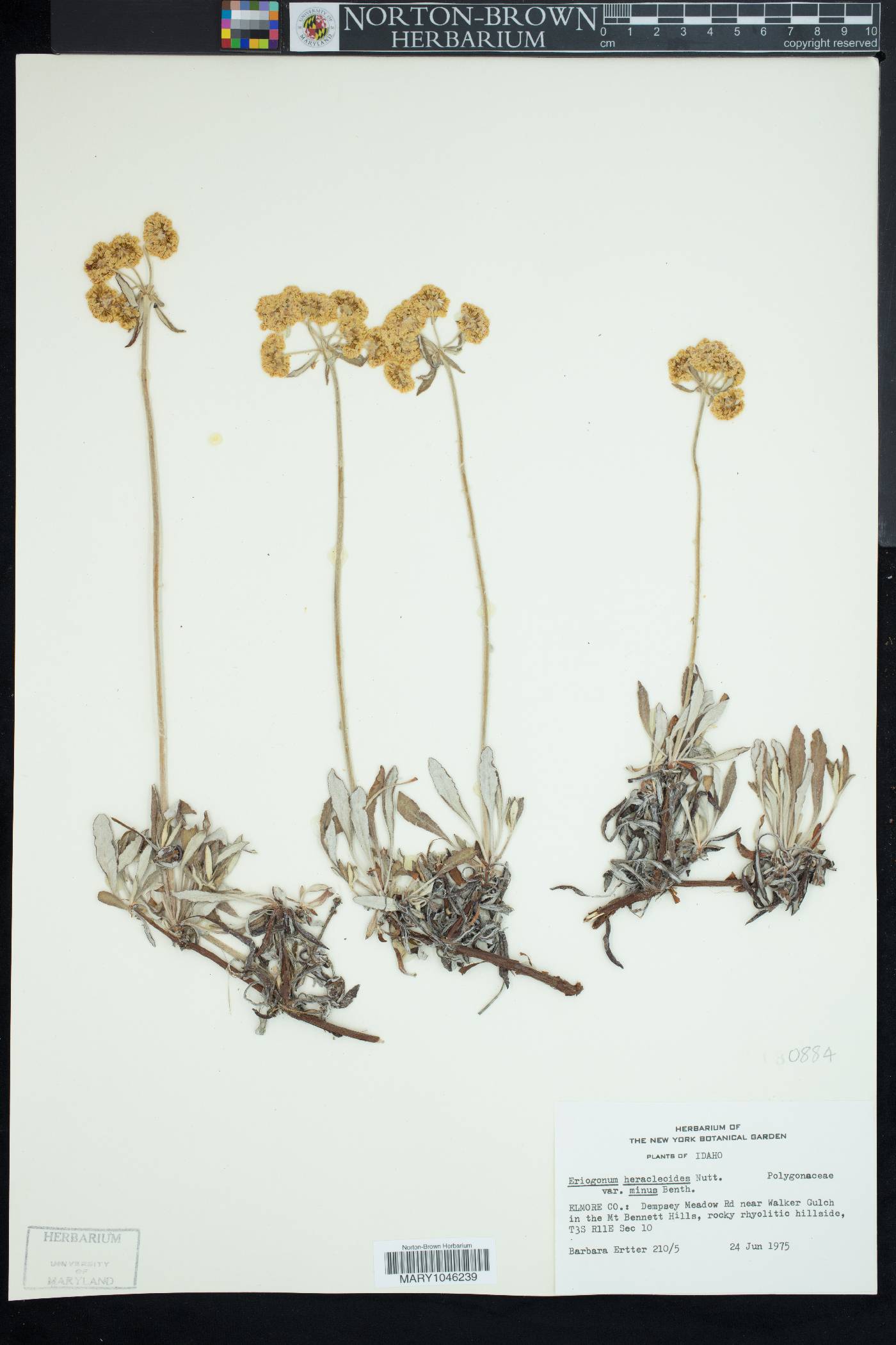 Eriogonum heracleoides var. minus image