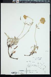 Eriogonum heracleoides image