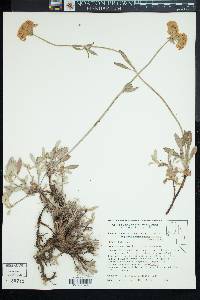 Eriogonum heracleoides image