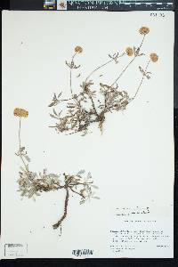 Eriogonum heracleoides image