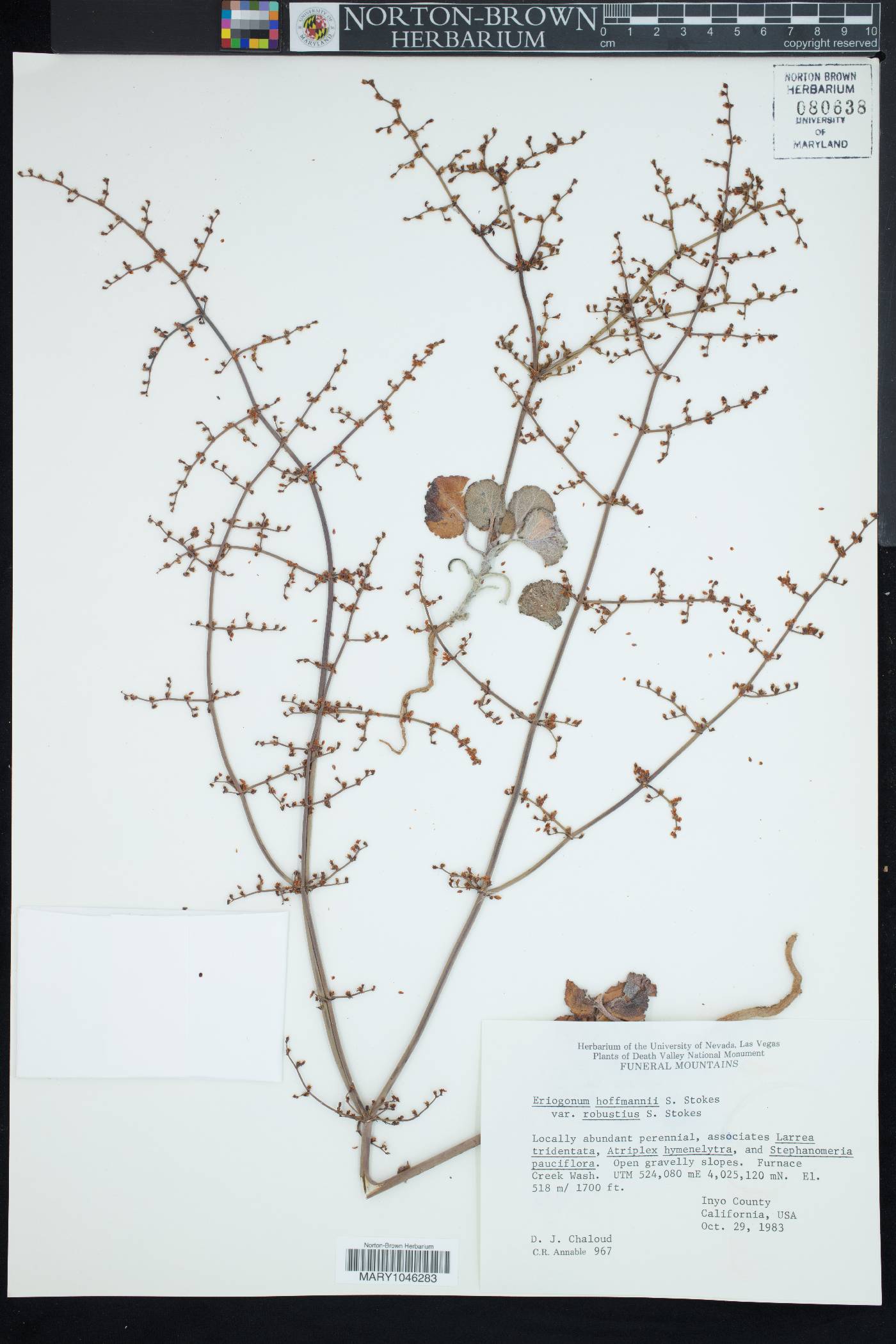 Eriogonum hoffmannii var. robustius image
