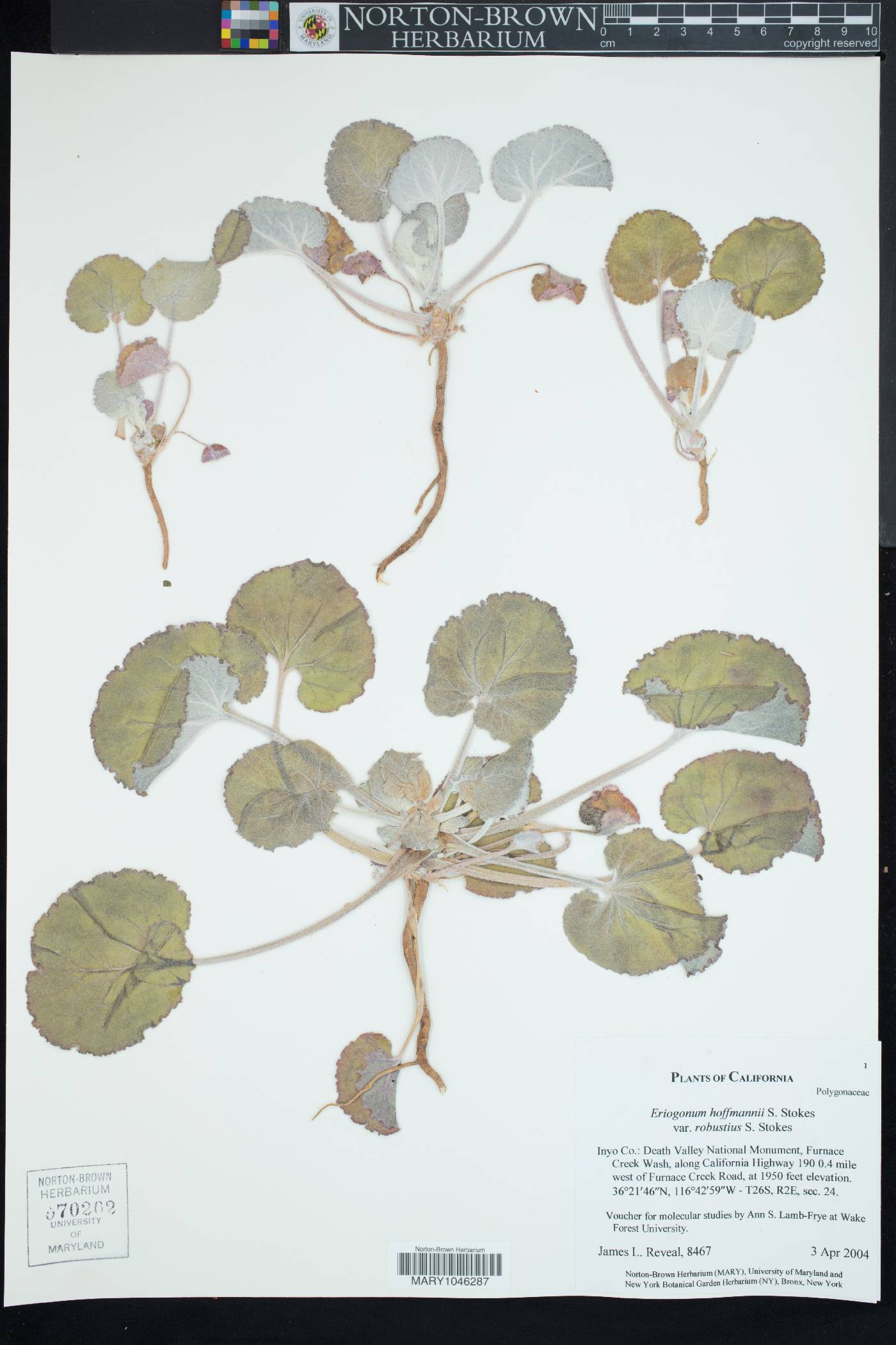 Eriogonum hoffmannii var. robustius image