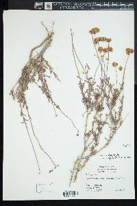 Eriogonum fasciculatum var. polifolium image