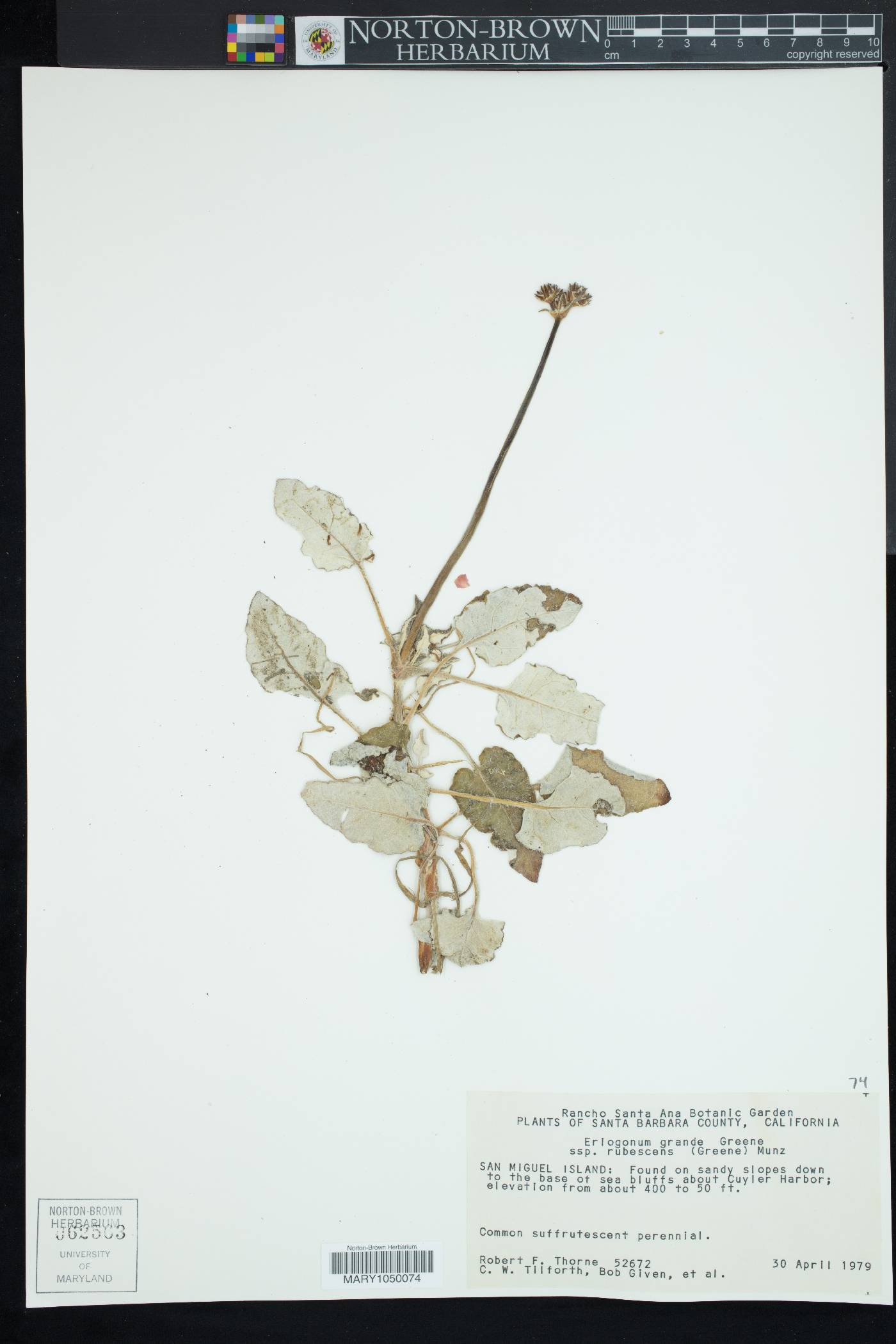 Eriogonum grande var. rubescens image