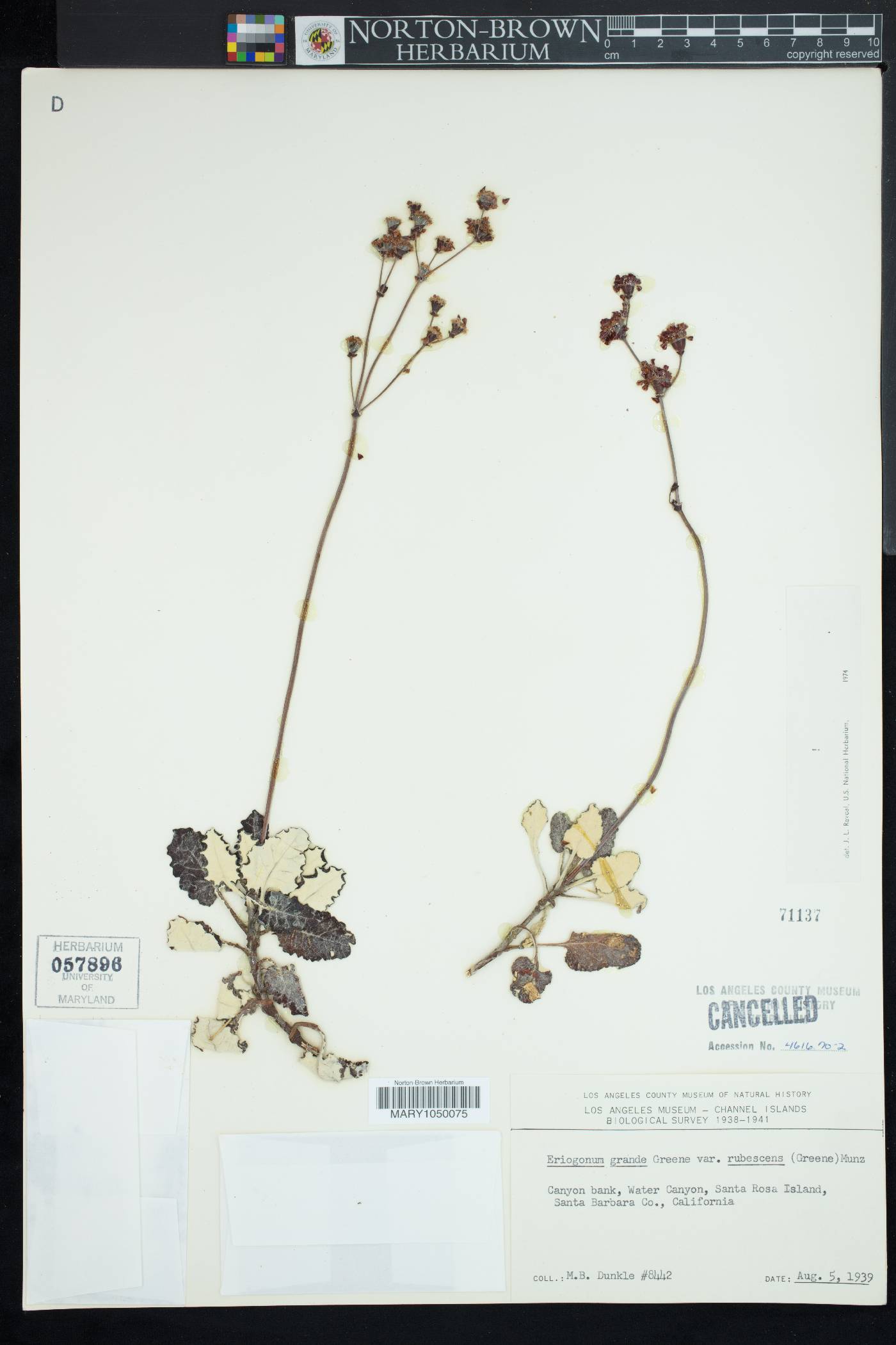 Eriogonum grande var. rubescens image