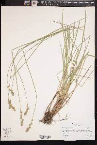 Carex argyrantha image