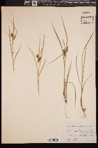 Carex baileyi image