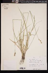 Carex brittoniana image