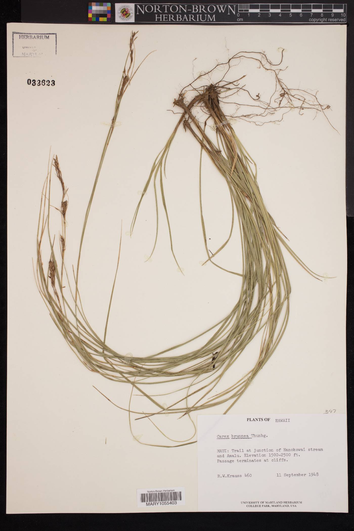 Carex brunnea image