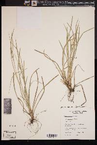 Carex bulbostylis image