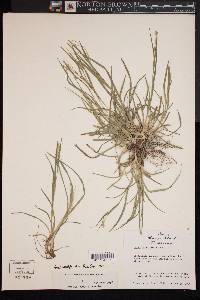 Carex bulbostylis image