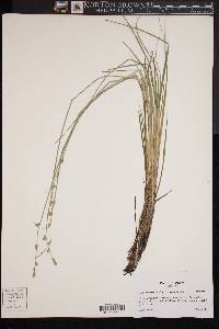 Carex canescens subsp. disjuncta image