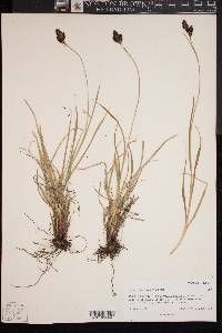 Carex chalciolepis image