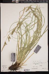 Carex cherokeensis image