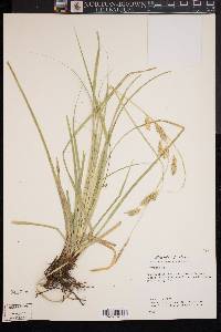 Carex cherokeensis image