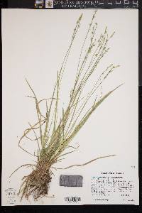 Carex communis var. amplisquama image