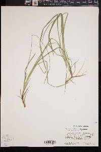 Carex communis var. amplisquama image