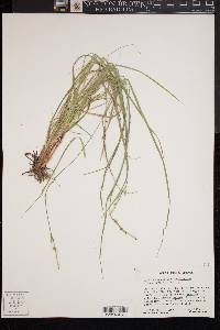 Carex communis var. amplisquama image