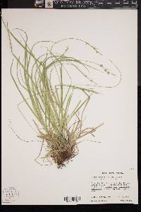 Carex communis var. amplisquama image