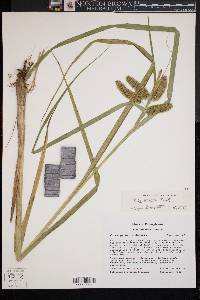 Carex comosa image