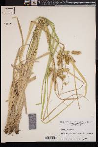 Carex comosa image