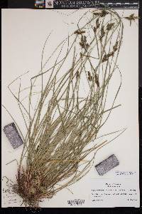 Carex complanata image