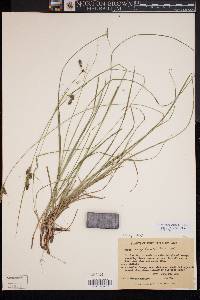 Carex complanata image