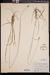 Carex complanata image