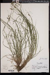 Carex swanii image