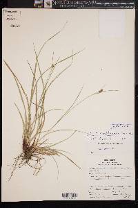 Carex complanata image