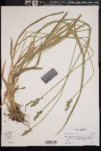 Carex conjuncta image