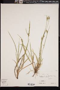 Carex crebriflora image