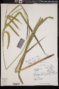 Carex crinita var. crinita image