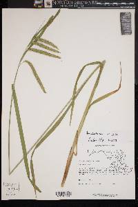 Carex crinita var. crinita image