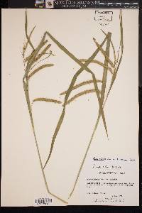 Carex crinita var. brevicrinis image