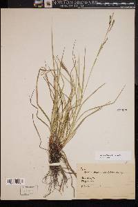 Carex debilis var. debilis image