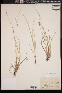 Carex debilis var. debilis image