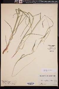 Carex debilis var. debilis image