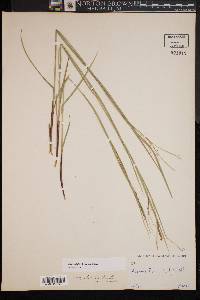 Carex debilis var. debilis image