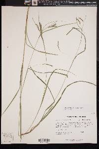 Carex debilis var. rudgei image