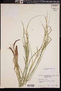 Carex debilis var. rudgei image