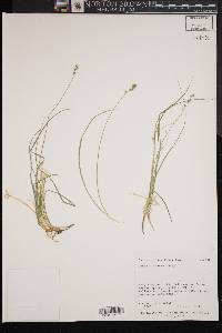 Carex disperma image