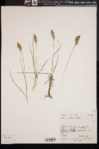 Carex douglasii image