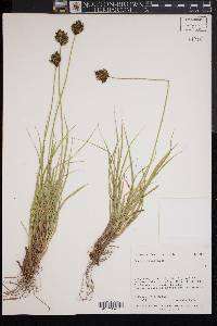 Carex ebenea image