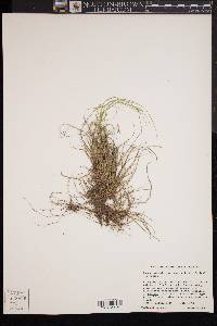 Carex emmonsii var. australis image