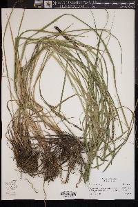 Carex emoryi image