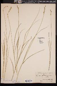 Carex festucacea image