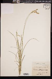 Carex festucacea image