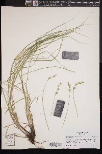 Carex festucacea image